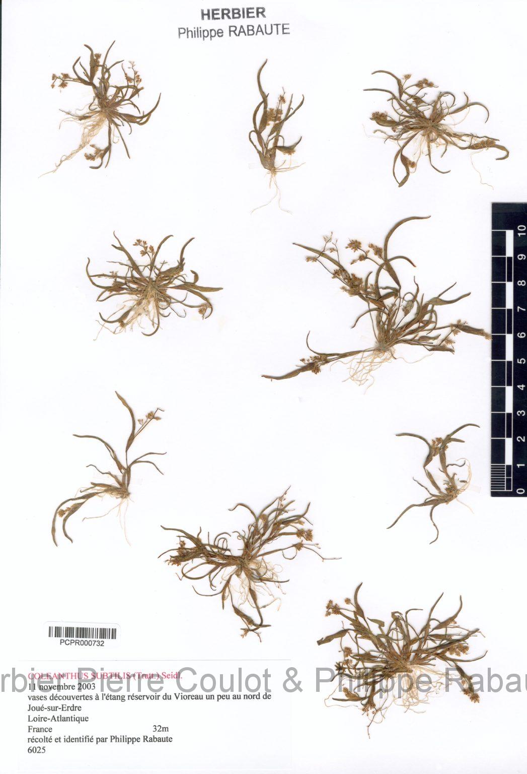 Coleanthus subtilis (Tratt.) Seidel ex Roem. & Schult. Société