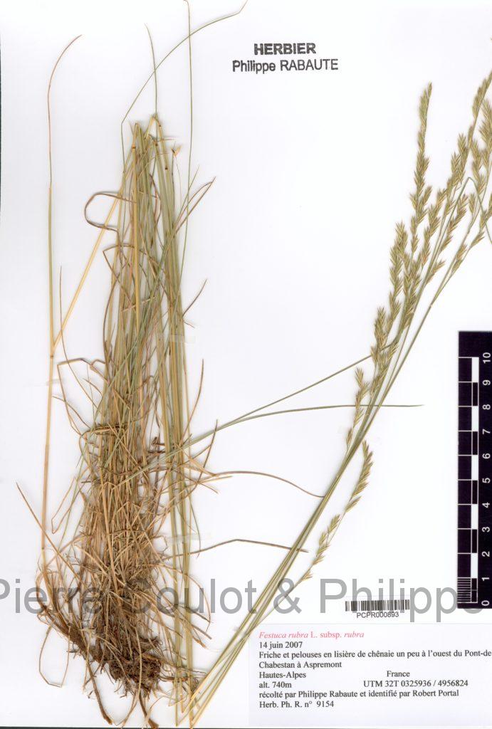 Festuca rubra L. subsp. rubra – Société botanique d'occitanie