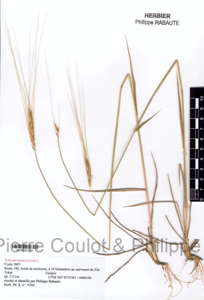 Triticum monococcum L. Société botanique d'occitanie