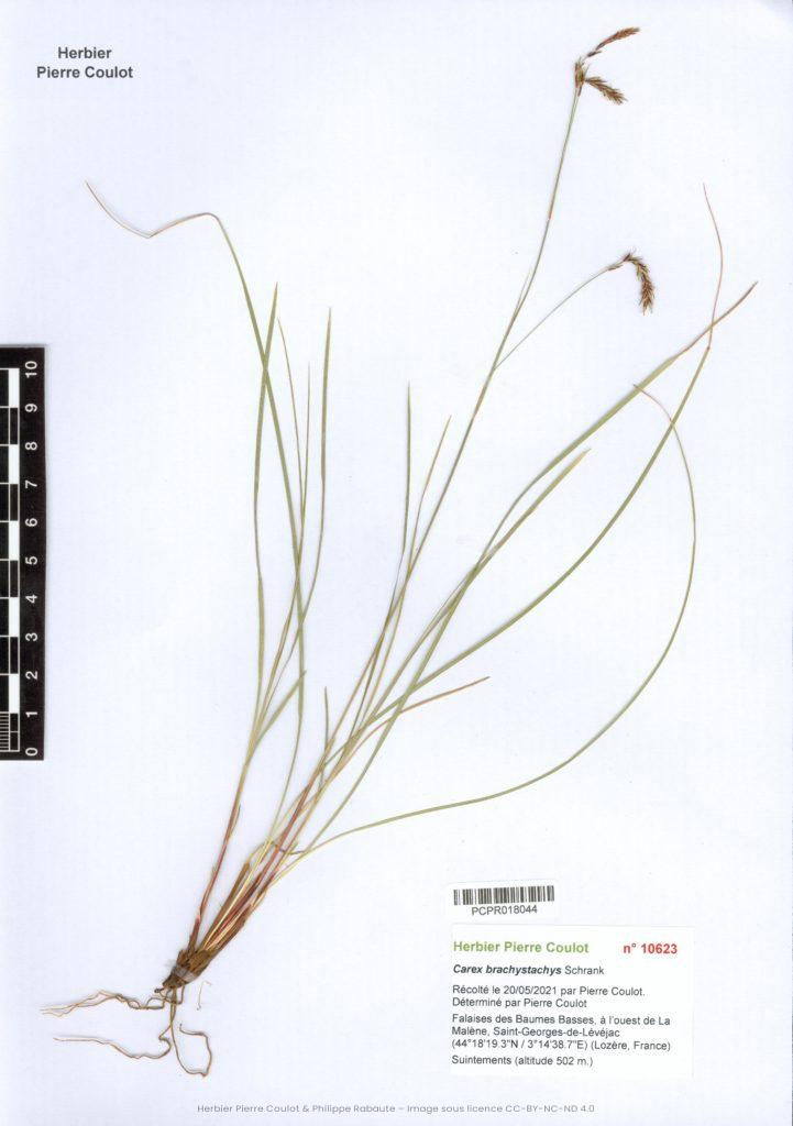Carex brachystachys Schrank Société botanique d'occitanie