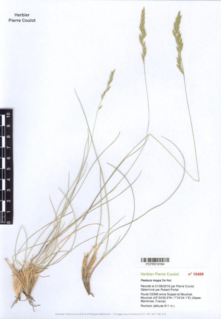 Festuca inops De Not. – Société botanique d'occitanie