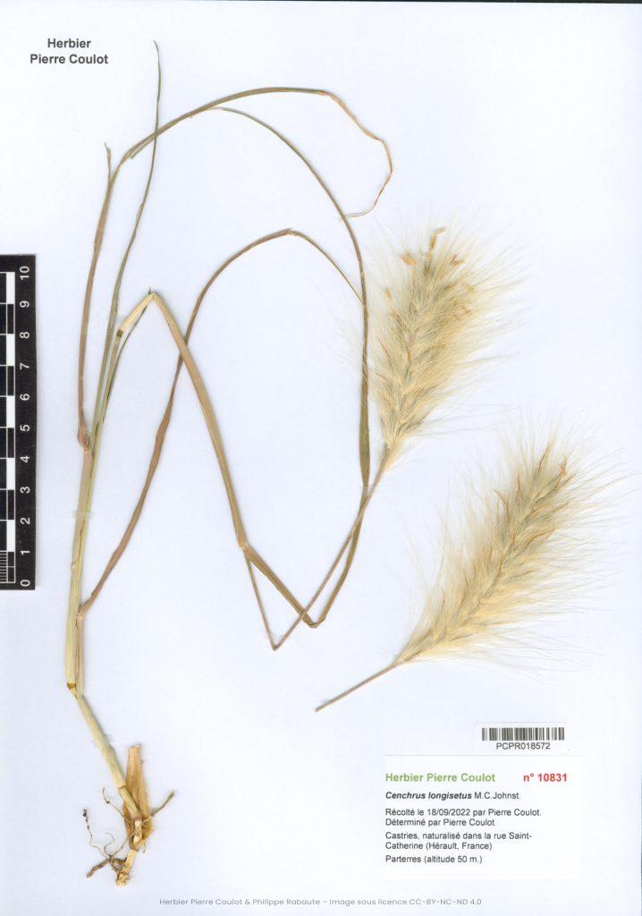 Cenchrus longisetus M.C.Johnst. – Société botanique d'occitanie