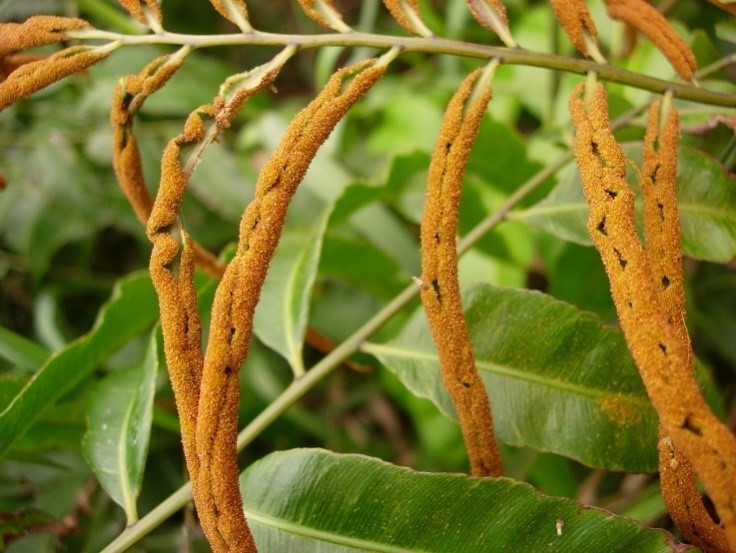 La cardamome, une épice traditionnelle encore cultivée dans les hauts de  Saint-Philippe - Réunion la 1ère