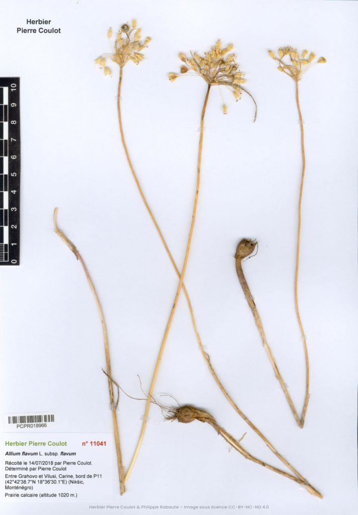Allium flavum L. subsp. flavum Société botanique d'occitanie