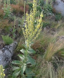 Fleurs De Molène (Verbascum Thapsus) - Thé Ou Savon Artisanal - Marque GreenHeart, Neuf