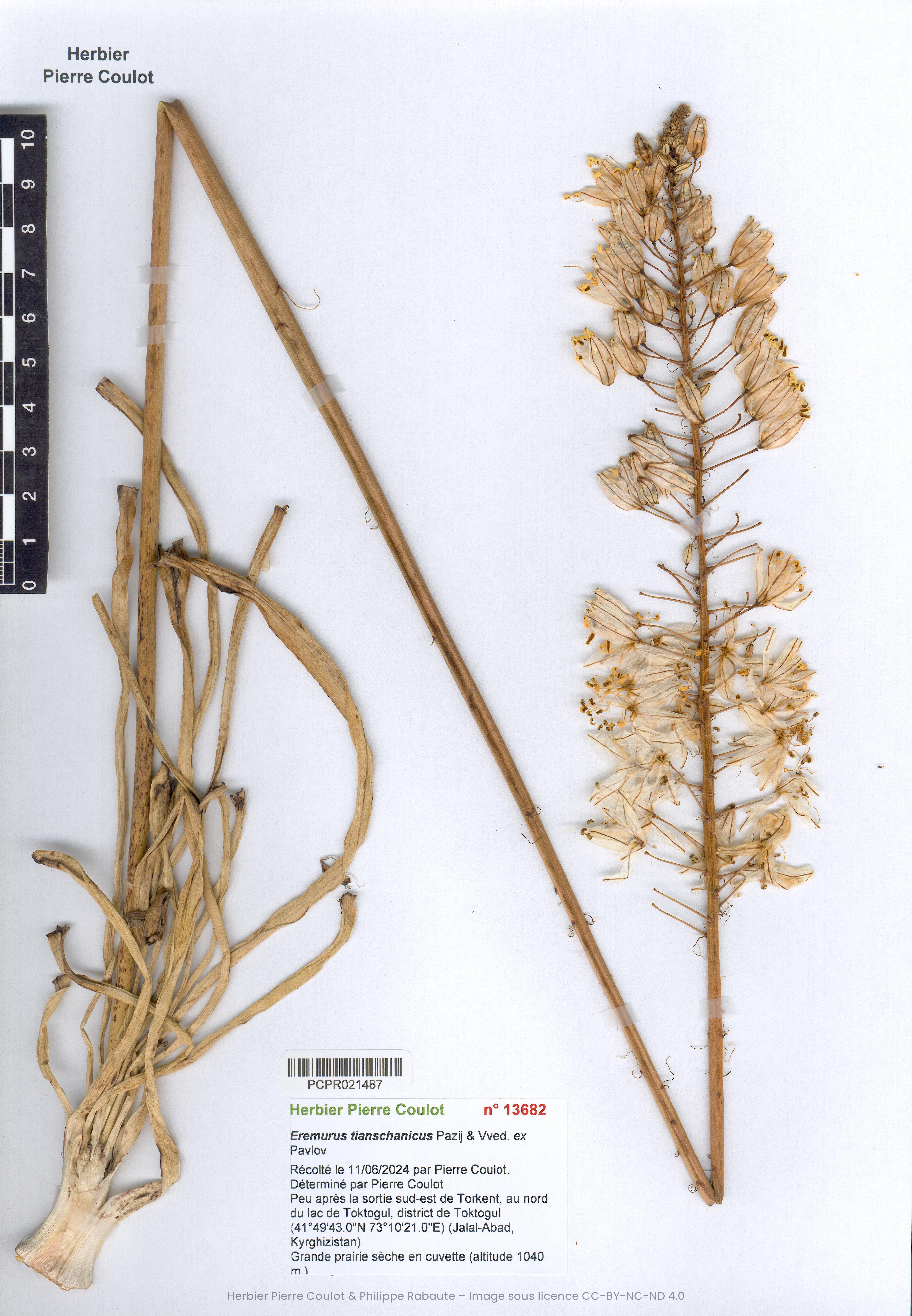 Eremurus Tianschanicus Eremurus tianschanicus Pazij & Vved. ex Pavlov – Société botanique d ...