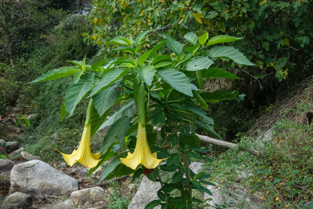 Brugmansia aurea Lagerh., espèce nouvellement introduite en Corse-du-Sud - Société botanique d'occitanie